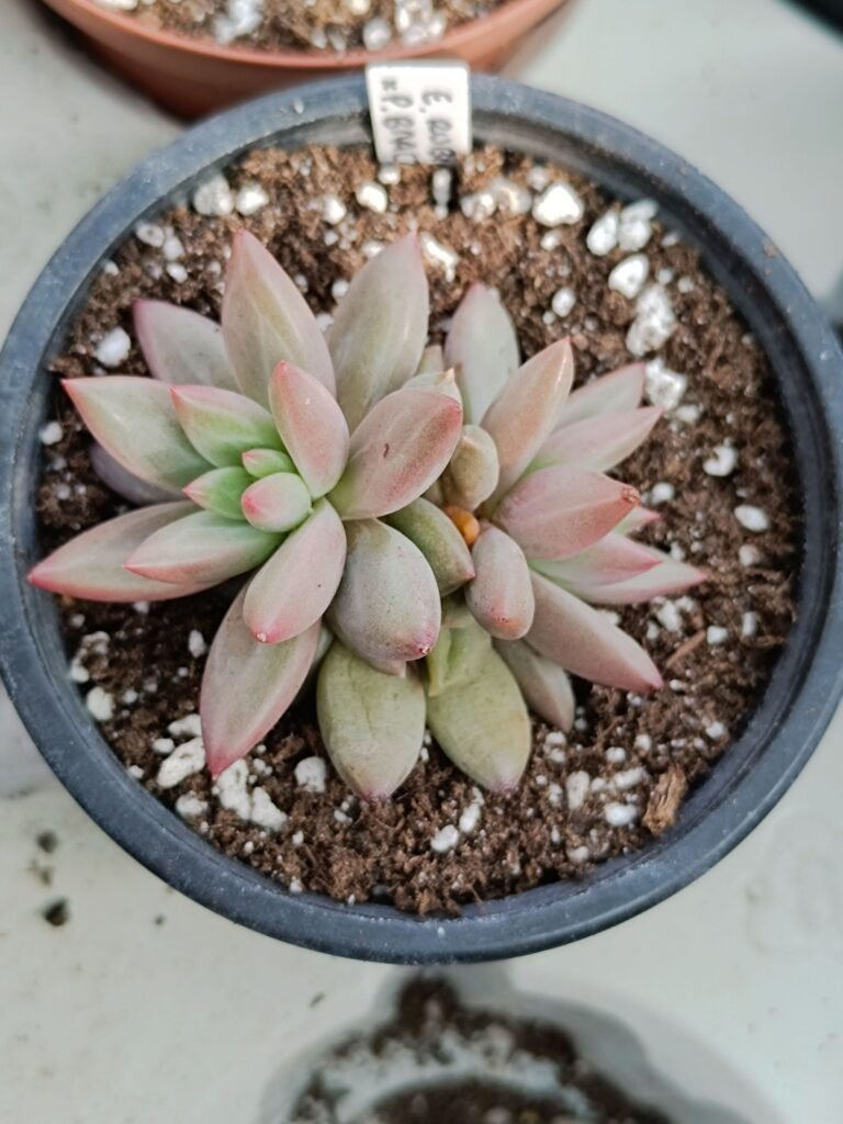 Siracactus-Succulente-Echeveria-Rubin-x-pachyphytum-bracteosum.jpg