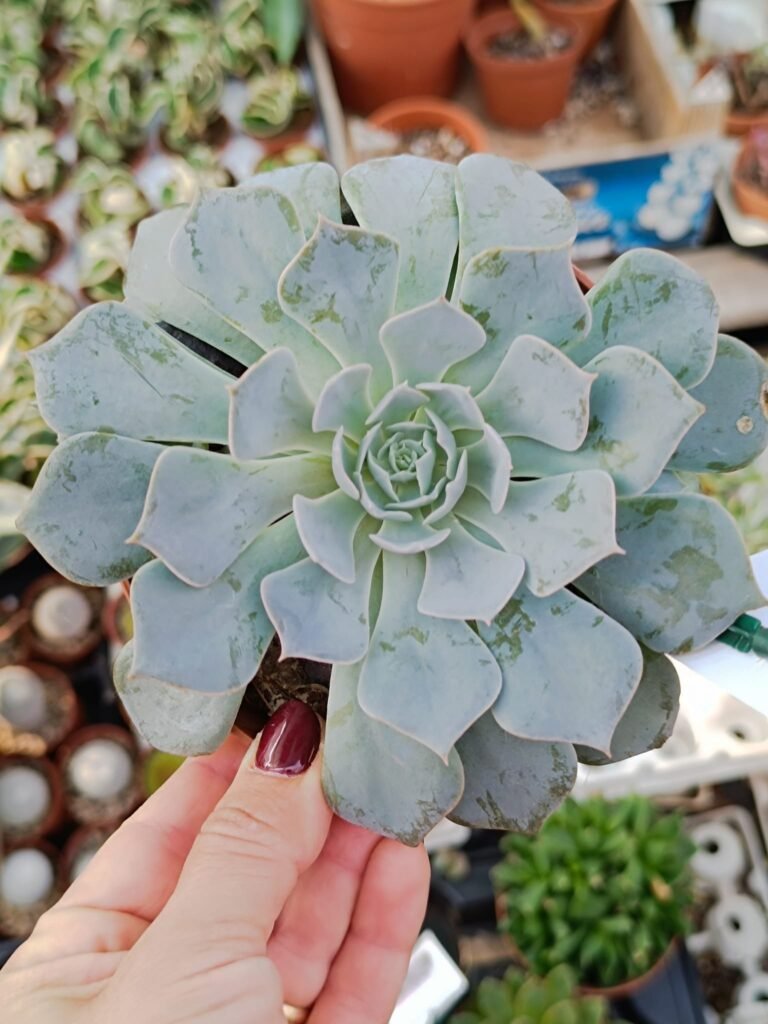 Siracactus-Succulente-Echeveria-SP-1-3.jpg