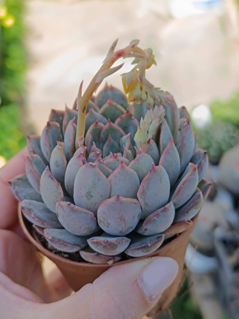 Siracactus-Succulente-Echeveria-SP-14.jpg