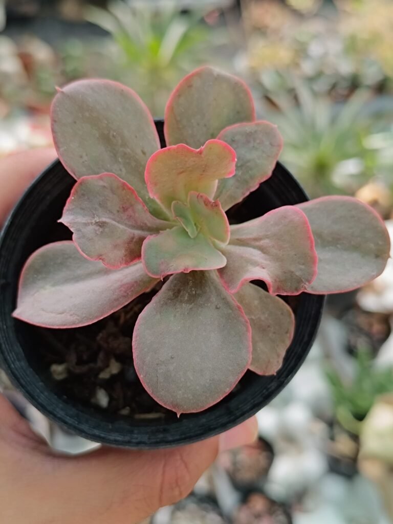 Siracactus-Succulente-Echeveria-SP-15.jpg