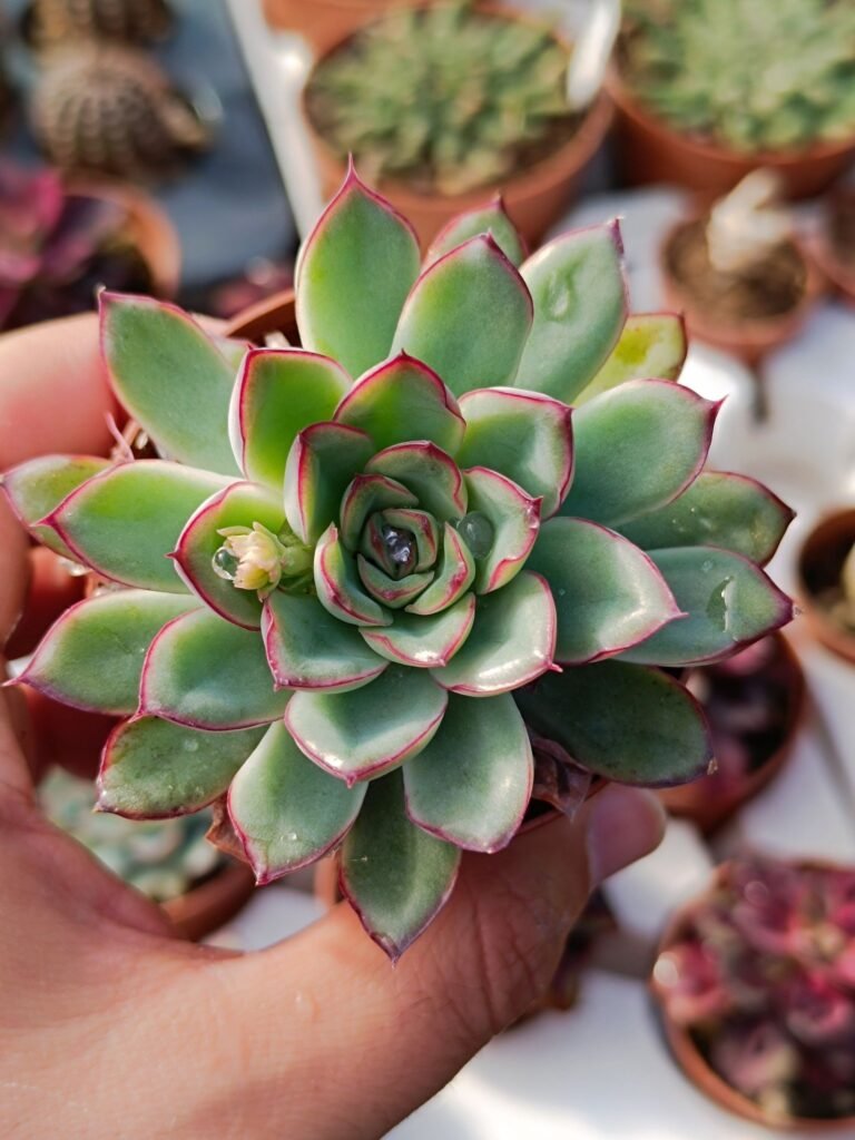 Siracactus-Succulente-Echeveria-SP-17.jpg