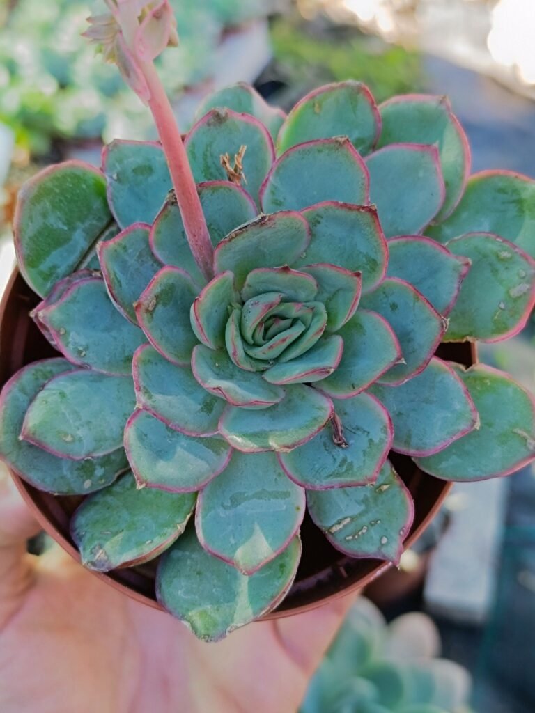 Siracactus-Succulente-Echeveria-SP-18.jpg