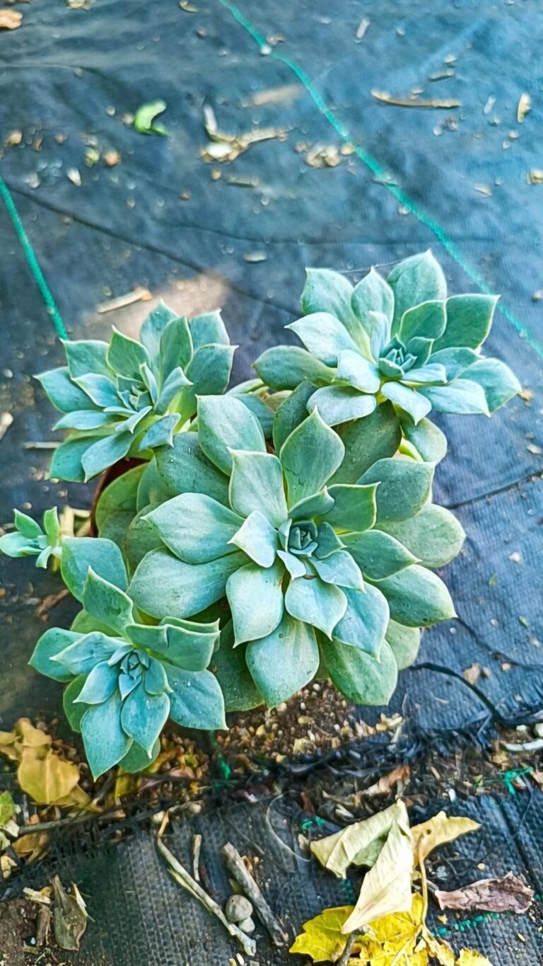Siracactus-Succulente-Echeveria-SP-accestita-1.jpg