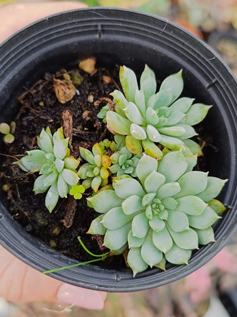 Siracactus-Succulente-Echeveria-SP-accestita.jpg
