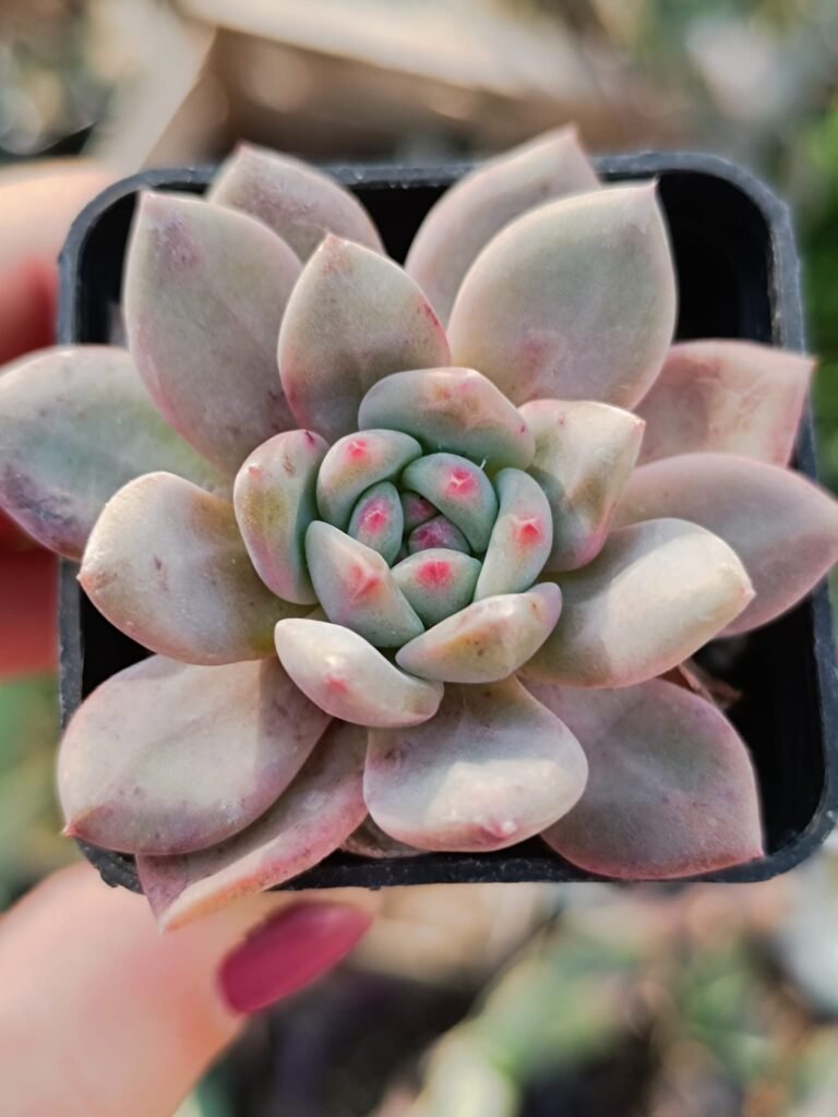 Siracactus-Succulente-Echeveria-SP-koreana.jpg