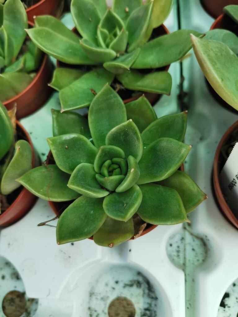 Siracactus-Succulente-Echeveria-Sinatra.jpg