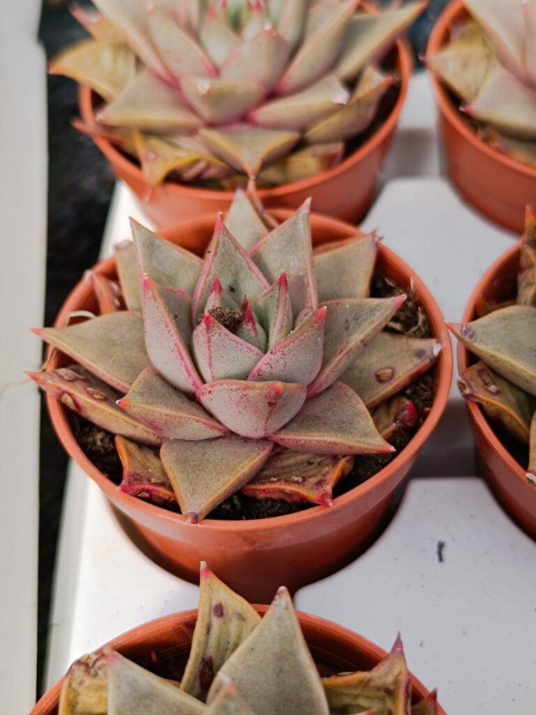 Siracactus-Succulente-Echeveria-Star-Little-4.jpg
