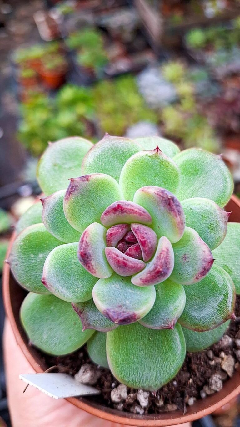 Siracactus-Succulente-Echeveria-White-soul-korean-5.jpg