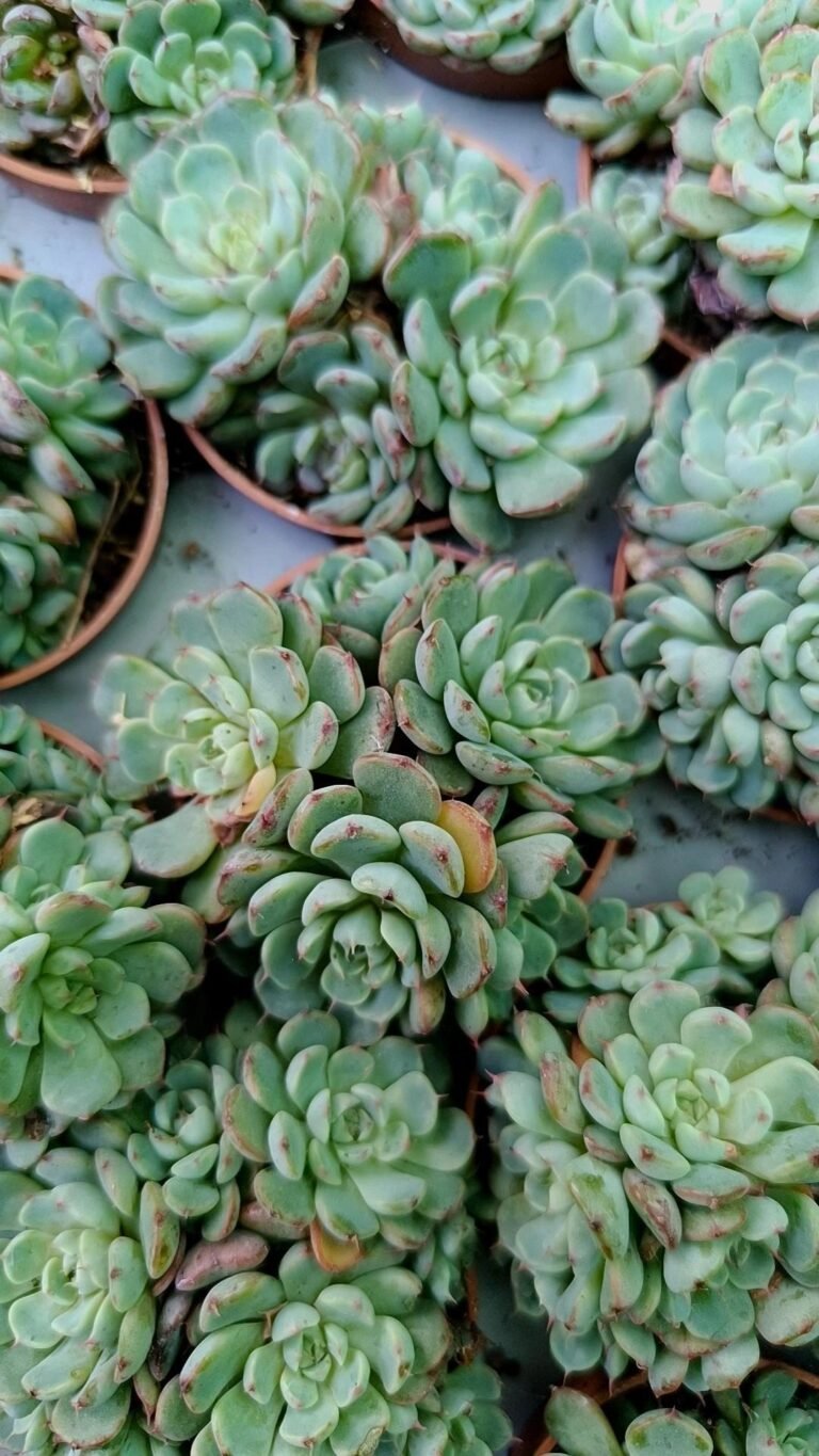 Siracactus-Succulente-Echeveria-accestite.jpg