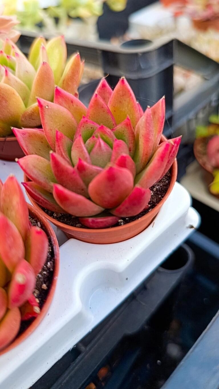 Siracactus-Succulente-Echeveria-agavoides-3.jpg