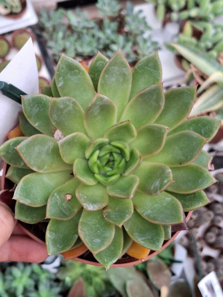 Siracactus-Succulente-Echeveria-agavoides-5.jpg