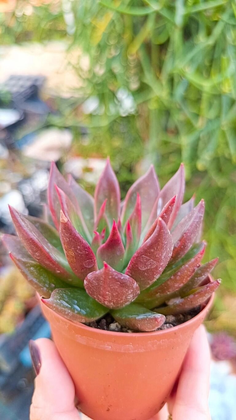 Siracactus-Succulente-Echeveria-agavoides-Red-shade.jpg