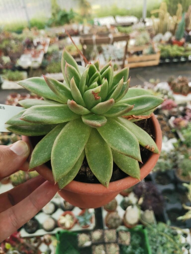 Siracactus-Succulente-Echeveria-agavoides-gilva-2.jpg