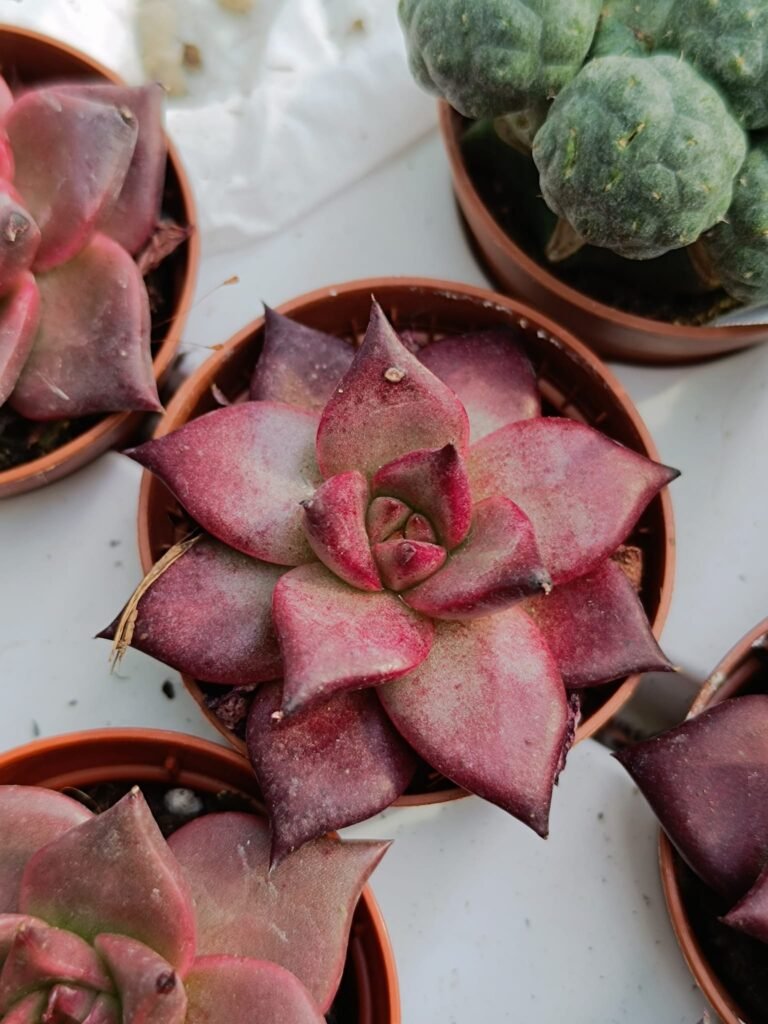 Siracactus-Succulente-Echeveria-agavoides-romeo-rut.jpg