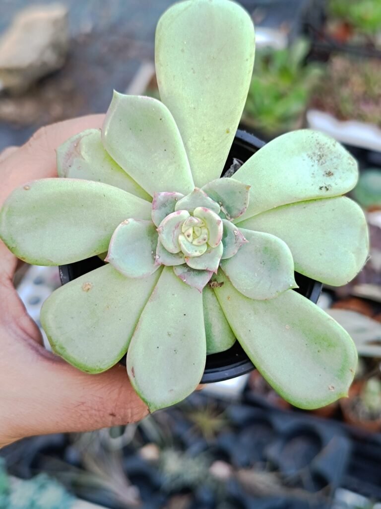 Siracactus-Succulente-Echeveria-agavoides-salmon-7.jpg
