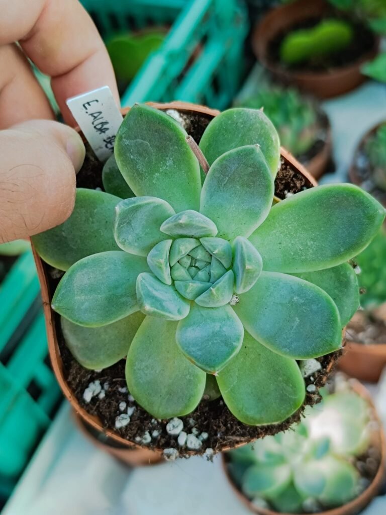 Siracactus-Succulente-Echeveria-alba-beauty-1.jpg