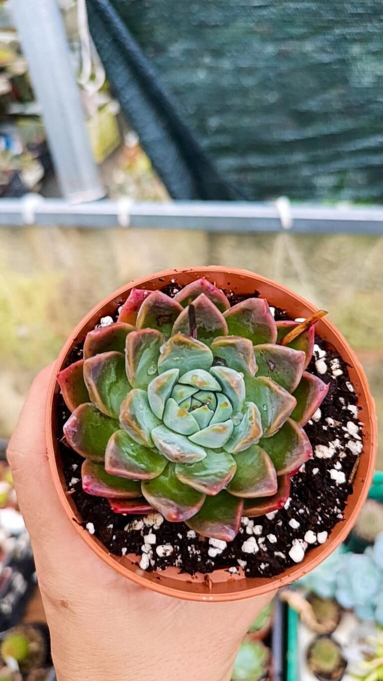 Siracactus-Succulente-Echeveria-alba-beauty-3.jpg