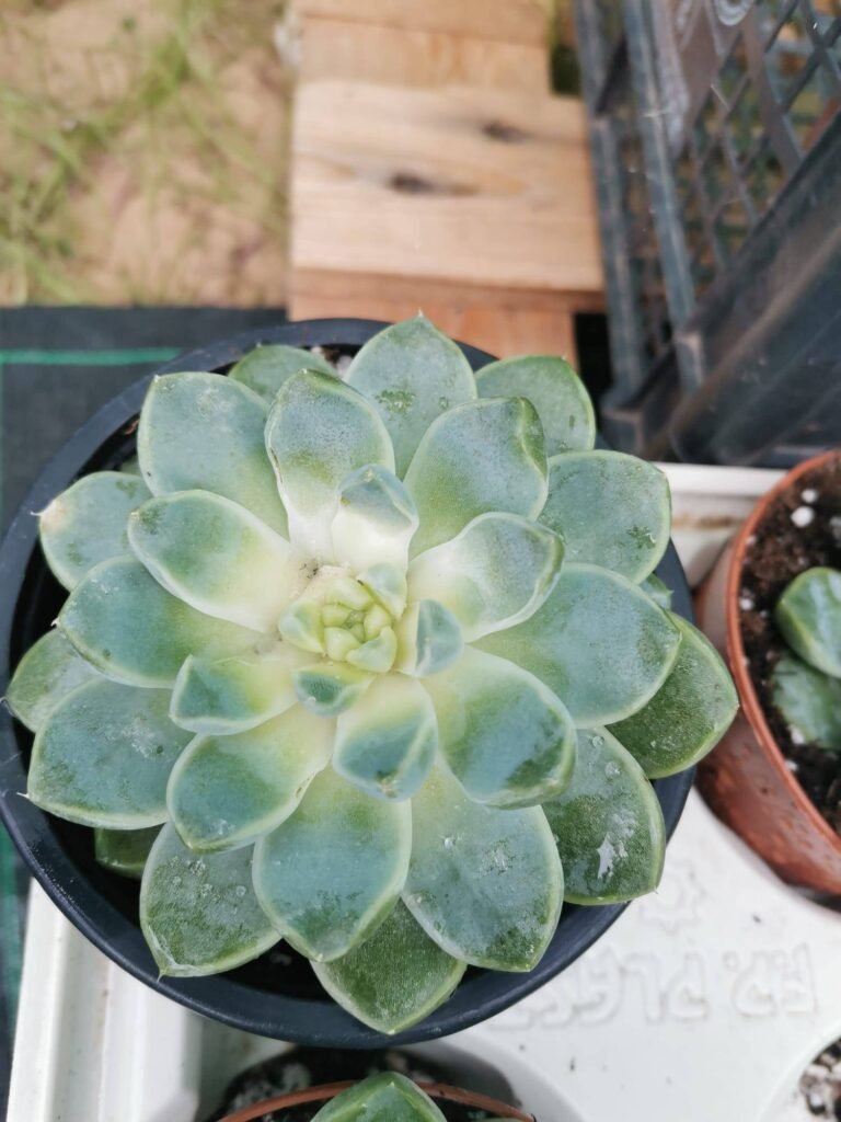 Siracactus-Succulente-Echeveria-albicans.jpg