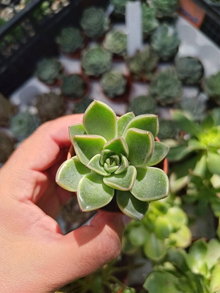 Siracactus-Succulente-Echeveria-albicans-x-oviferum.jpg