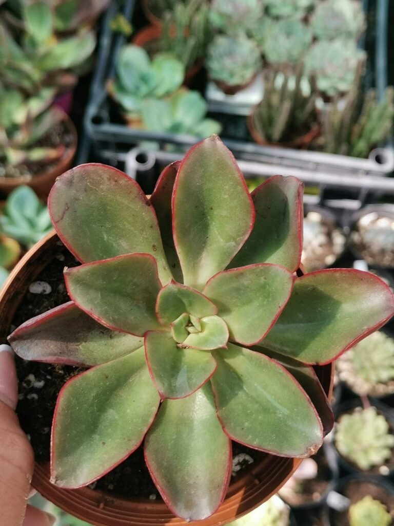 Siracactus-Succulente-Echeveria-alektia.jpg