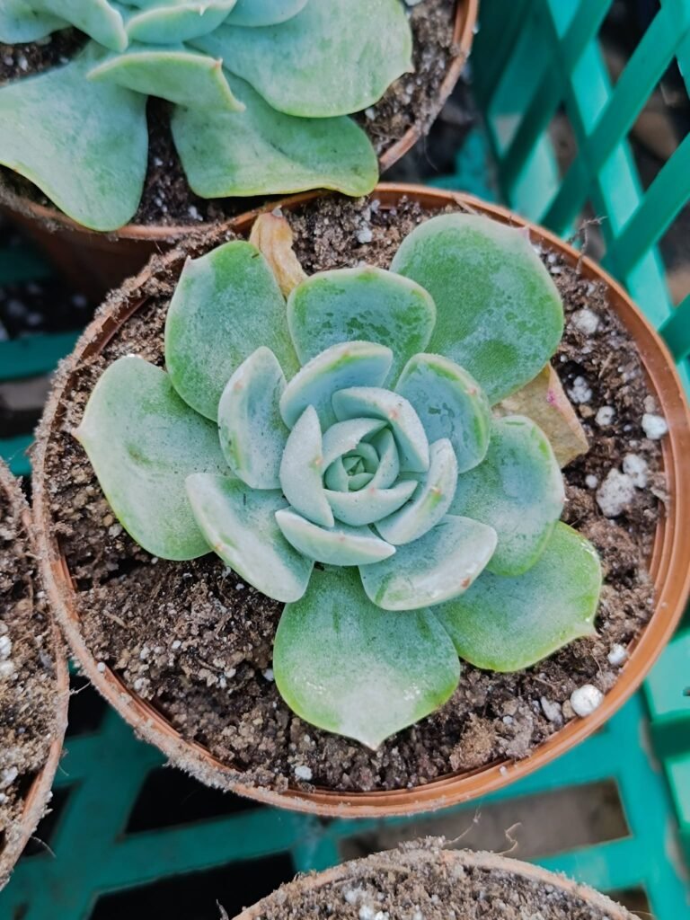 Siracactus-Succulente-Echeveria-alioli.jpg