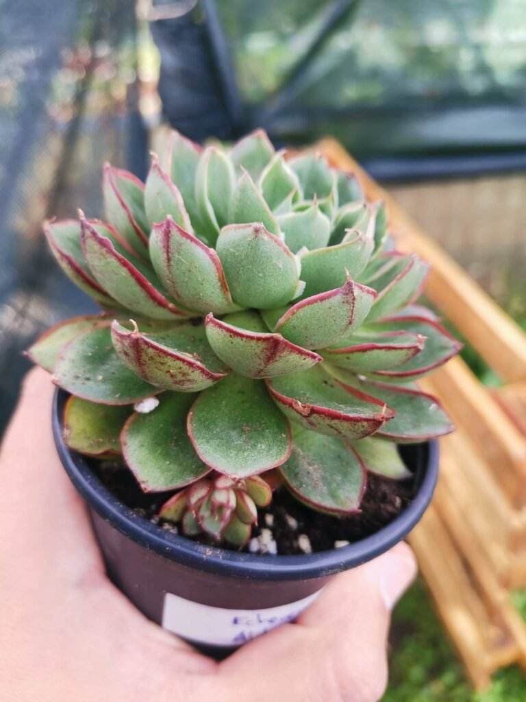 Siracactus-Succulente-Echeveria-alita.jpg