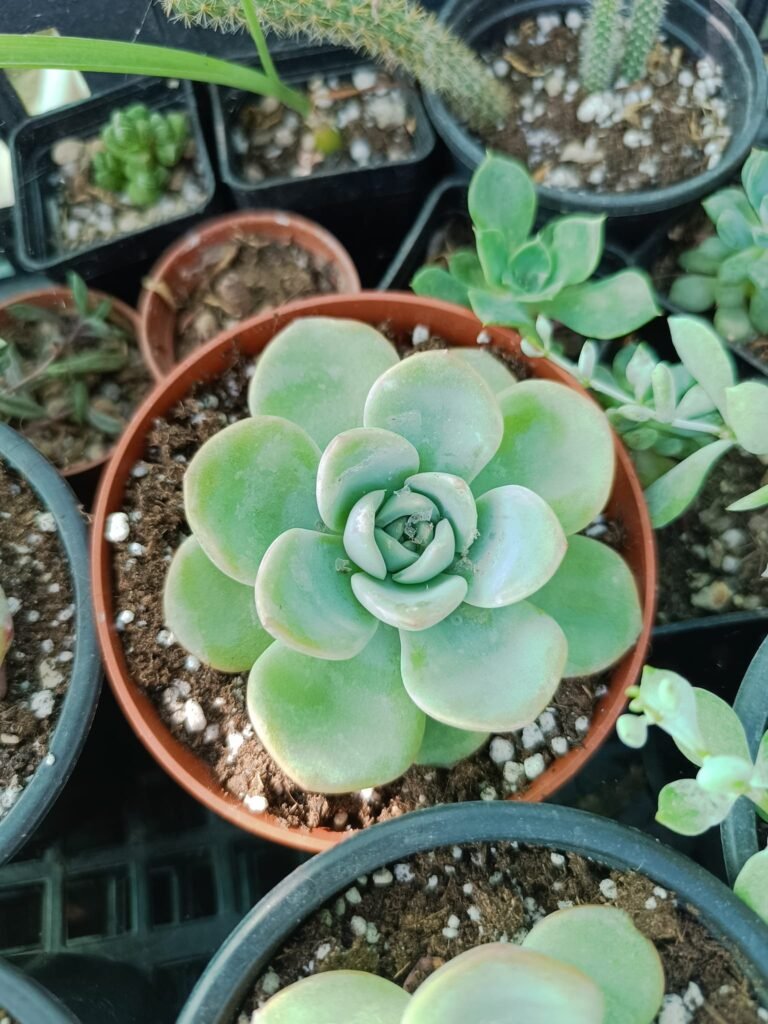 Siracactus-Succulente-Echeveria-amabile-korean.jpg