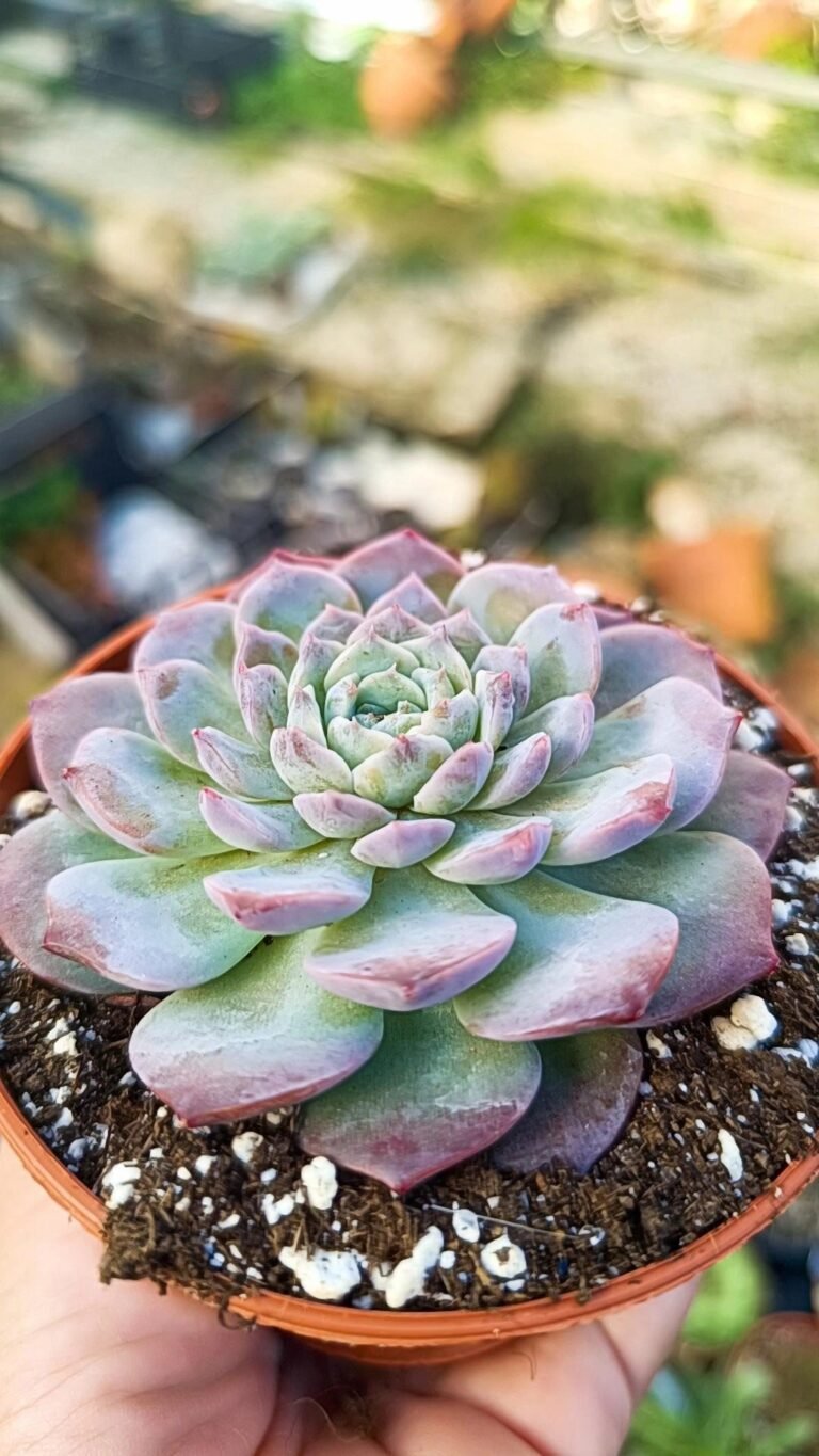 Siracactus-Succulente-Echeveria-amazing-grace-2.jpg