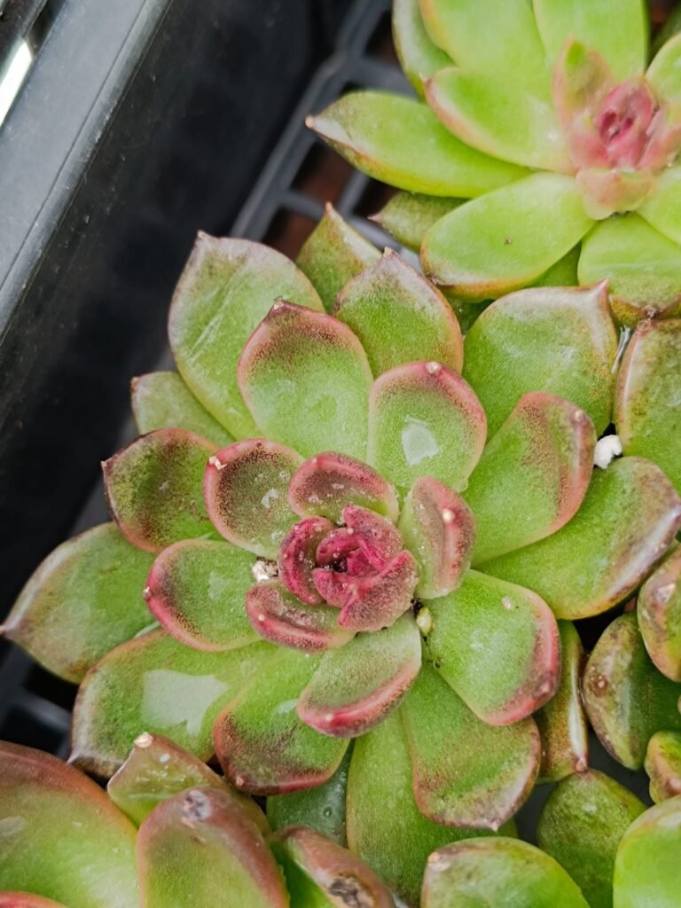 Siracactus-Succulente-Echeveria-amethyst.jpg