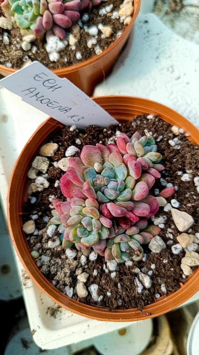 Siracactus-Succulente-Echeveria-amoena-cluster-korean.jpg