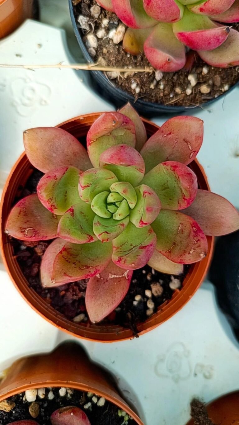 Siracactus-Succulente-Echeveria-aphrodite.jpg