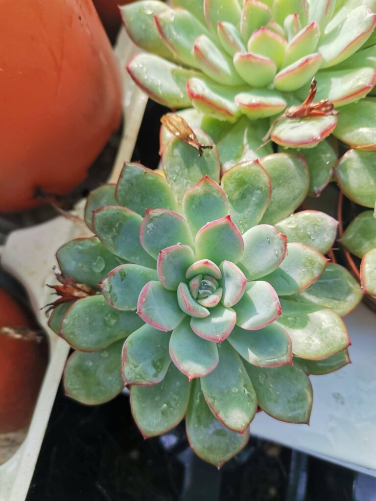 Siracactus-Succulente-Echeveria-apus-1-1.jpg