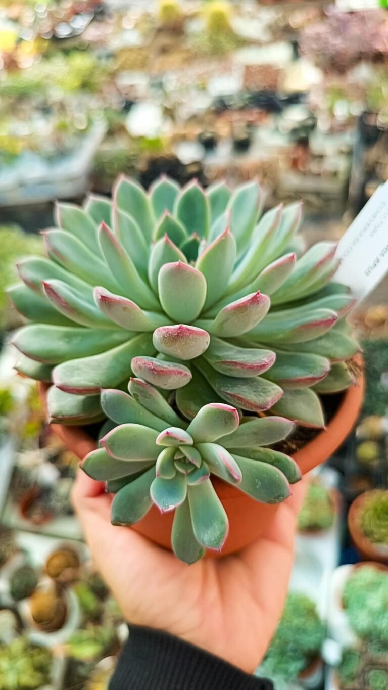 Siracactus-Succulente-Echeveria-apus-1-2.jpg