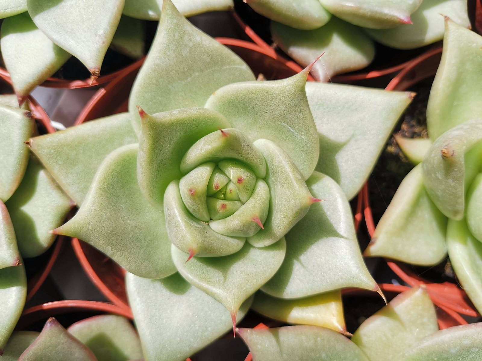 Siracactus-Succulente-Echeveria-aquamarine.jpg
