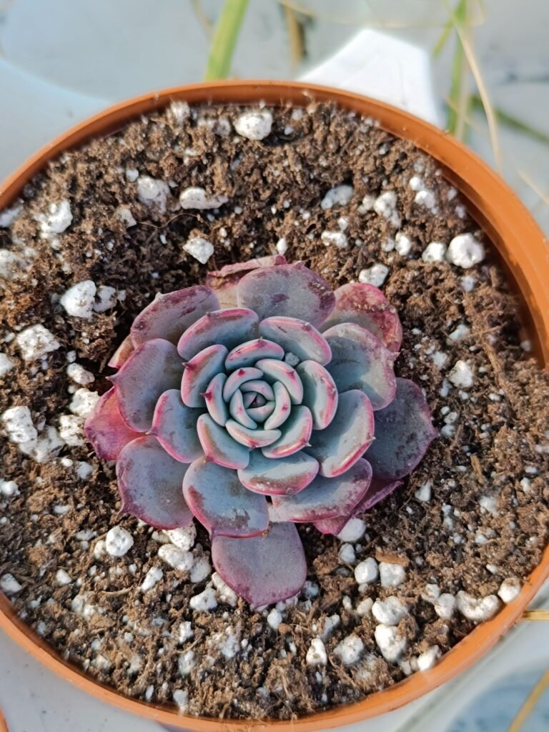 Siracactus-Succulente-Echeveria-azulita.jpg