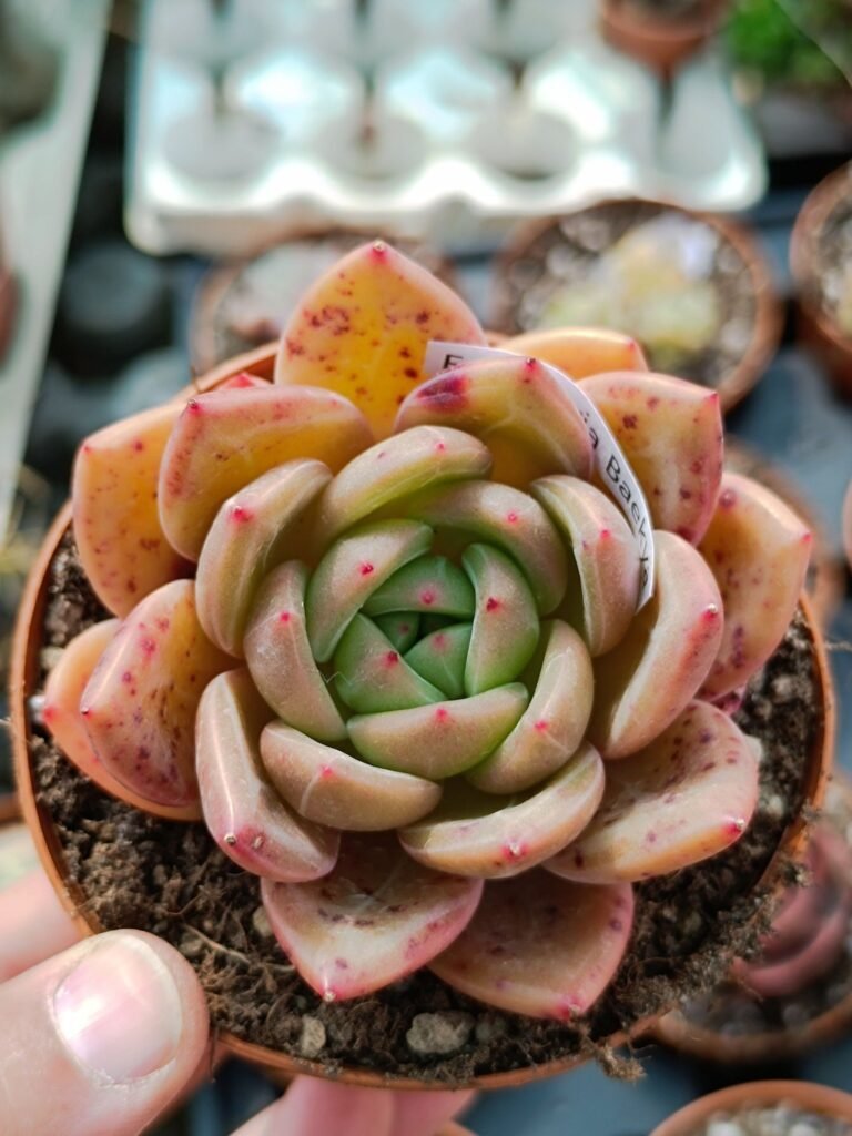 Siracactus-Succulente-Echeveria-baekya-korean.jpg