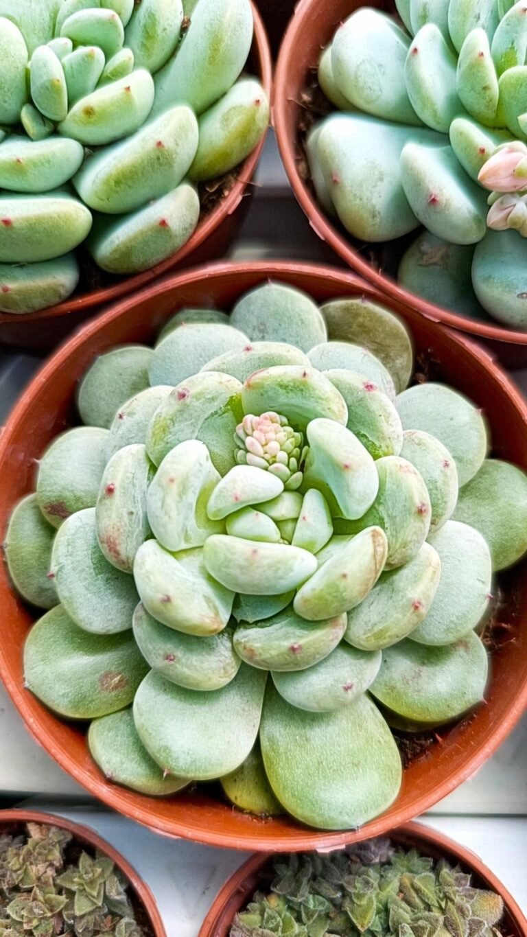 Siracactus-Succulente-Echeveria-baena.jpg
