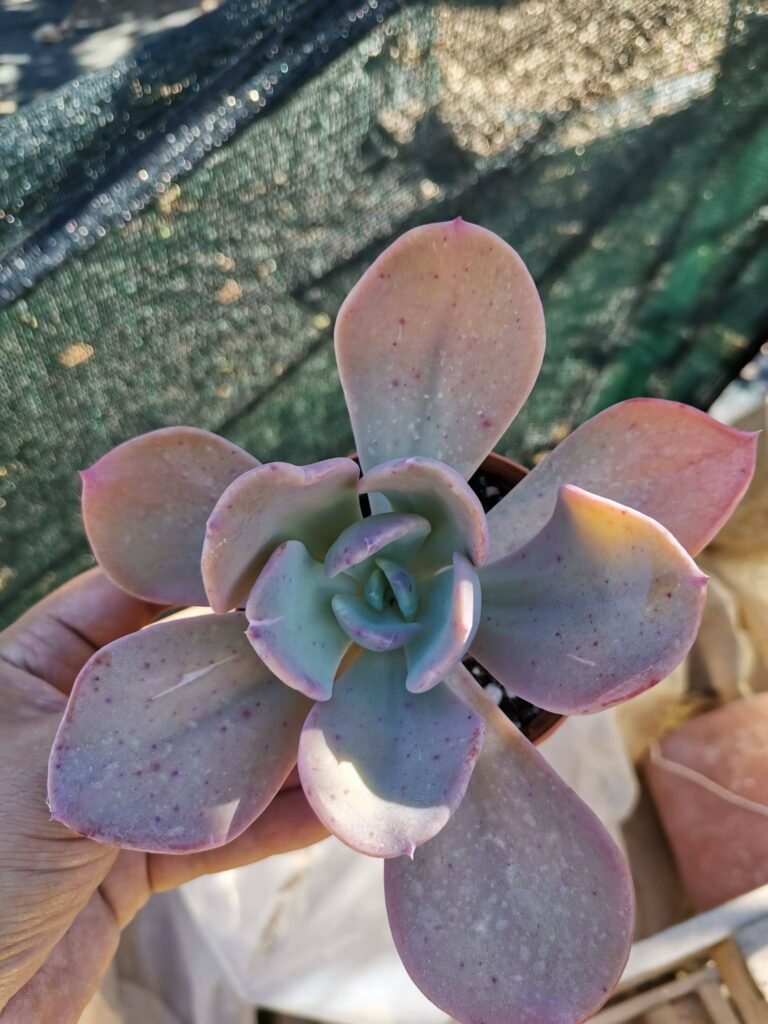 Siracactus-Succulente-Echeveria-berseck-2-1.jpg
