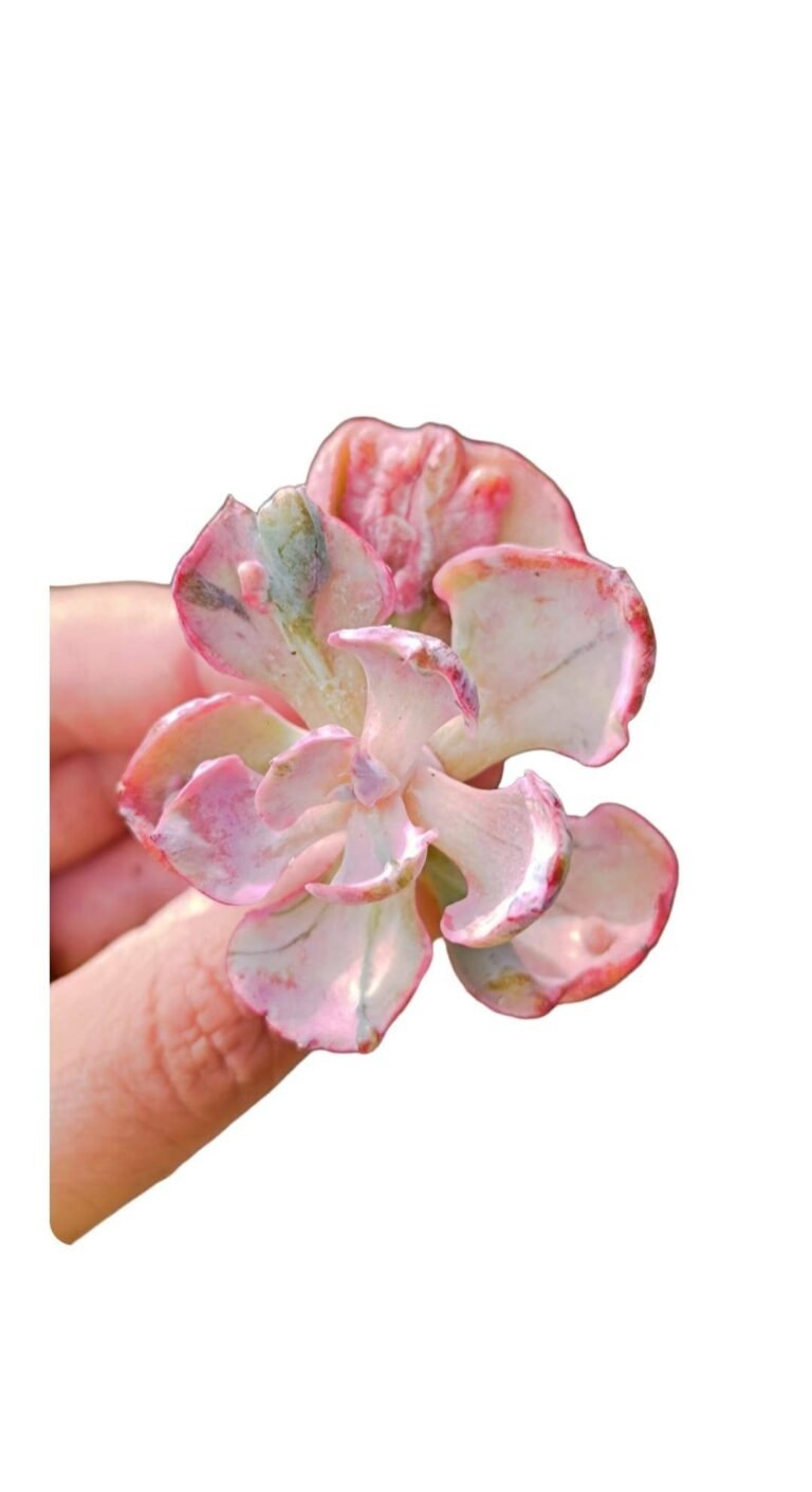 Siracactus-Succulente-Echeveria-beyonce-rainbow-variegata.jpg