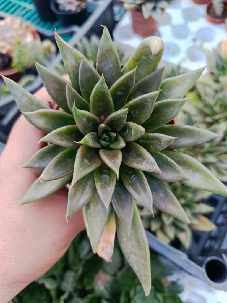 Siracactus-Succulente-Echeveria-bifida.jpg