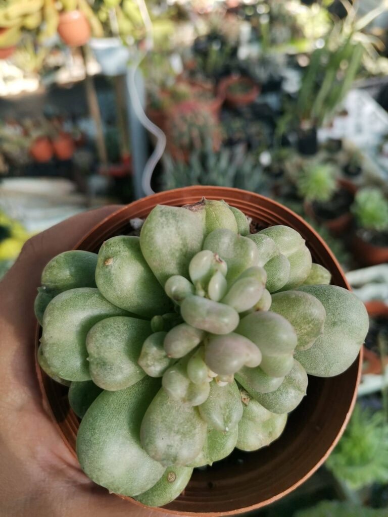 Siracactus-Succulente-Echeveria-bill-gates.jpg