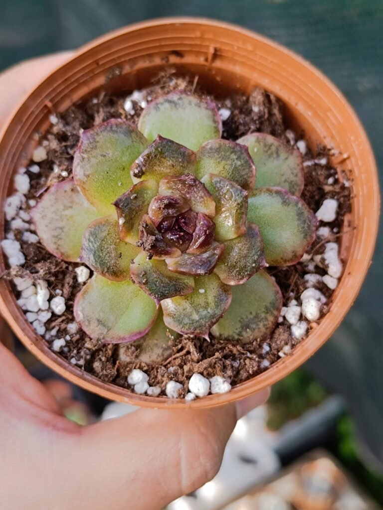 Siracactus-Succulente-Echeveria-black-Queen-korean.jpg