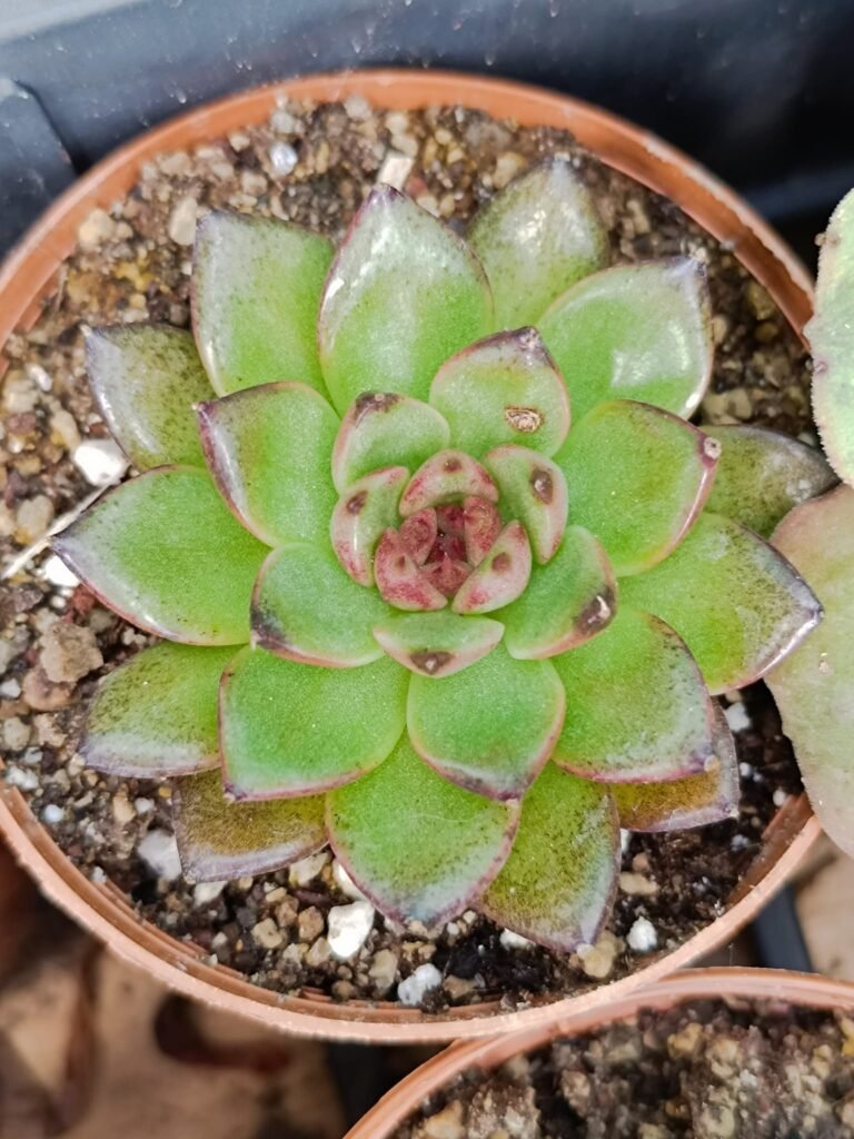 Siracactus-Succulente-Echeveria-black-Tiger-korean.jpg