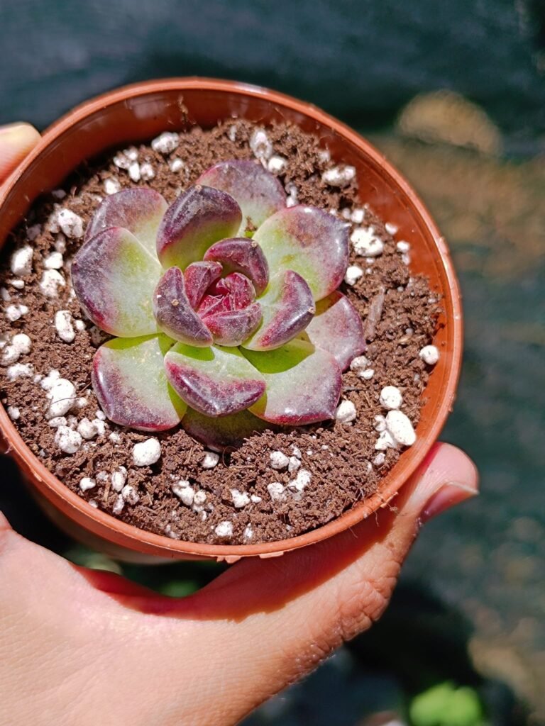 Siracactus-Succulente-Echeveria-black-falls-korean.jpg