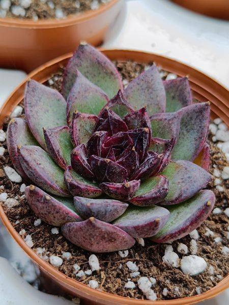 Siracactus-Succulente-Echeveria-black-pearl.jpg