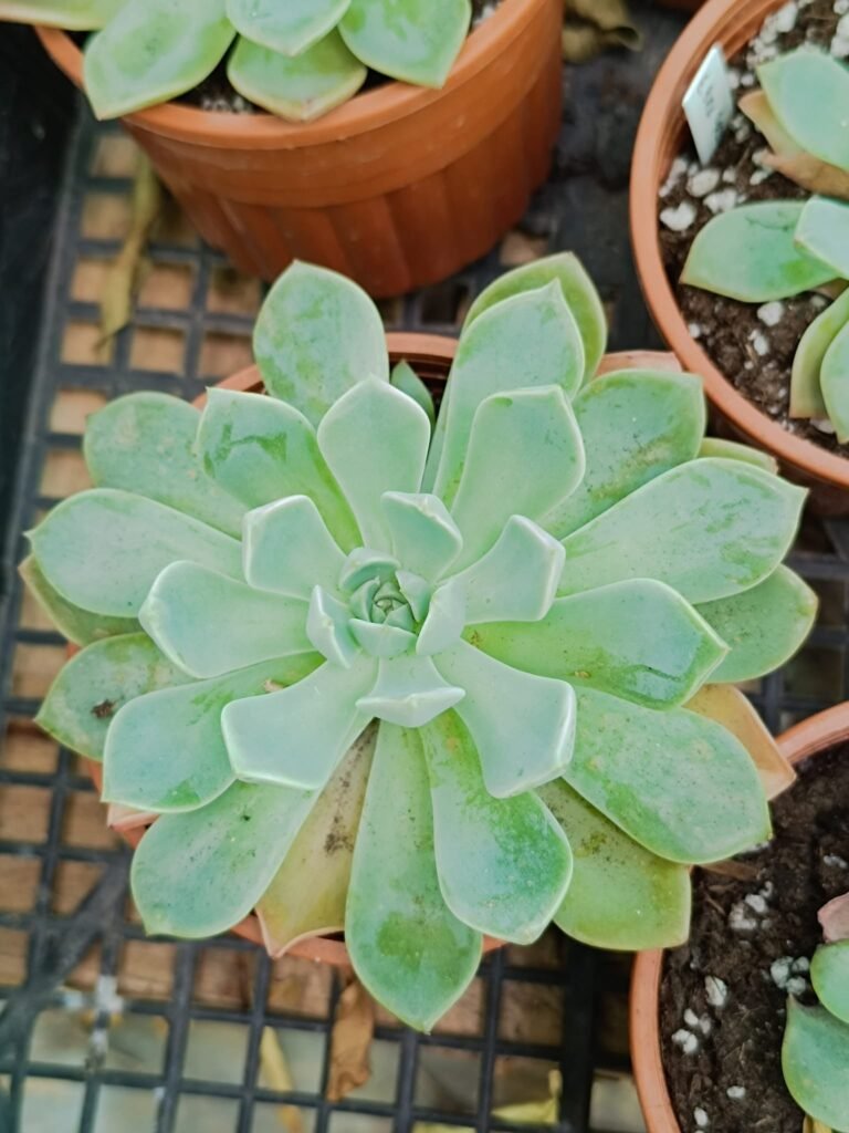 Siracactus-Succulente-Echeveria-black-raccoon.jpg