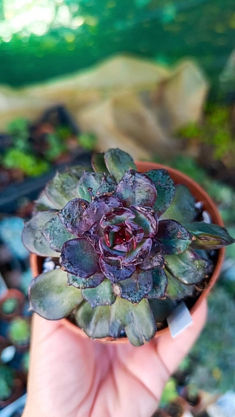 Siracactus-Succulente-Echeveria-black-tan-korean-1.jpg