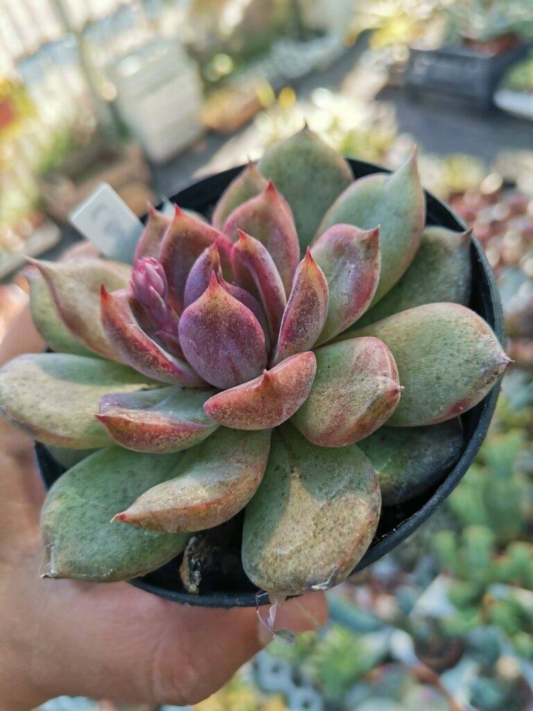 Siracactus-Succulente-Echeveria-black-wine-2.jpg