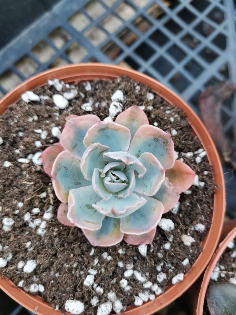 Siracactus-Succulente-Echeveria-blue-heron-variegata.jpg
