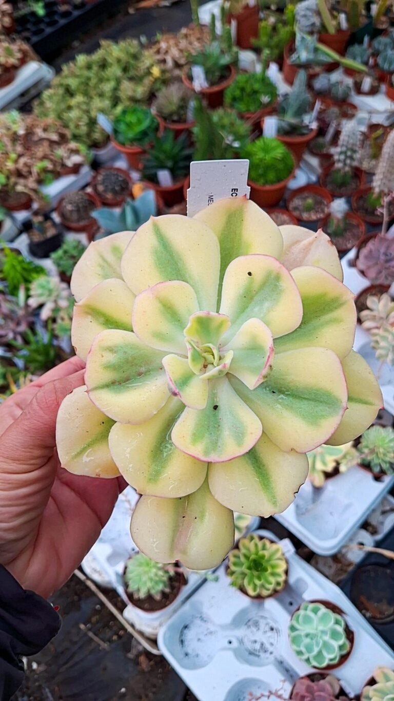 Siracactus-Succulente-Echeveria-blue-wave-variegata.jpg